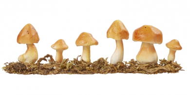 Deko-Pilze m. Moos I, ca. 3-5 cm, Btl. à 6 St. 