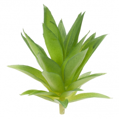 Mini-Garten Steingewächs II, ca. 11 cm, grün 