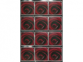 Rose mit Rahmen-210x297mm 5er Pack 